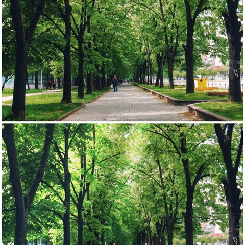 #nature,#plant,#garden,#grass,#walkpath,#sunlight,#picsartedit,#picture,#challengepicsart,#edit,#freetoedit,#ecspotthedifference,#spotthedifference